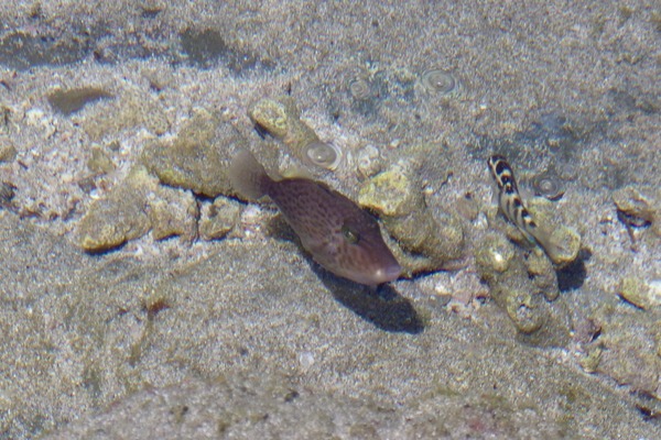 Triggerfish - Orangeside Triggerfish Triggerfish - Orangeside Triggerfish