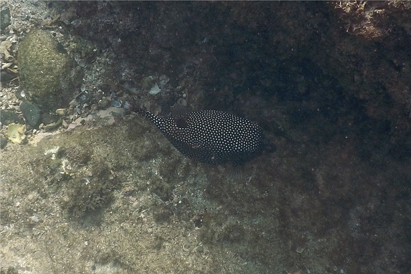 Trunkfish - Whitespotted Boxfish