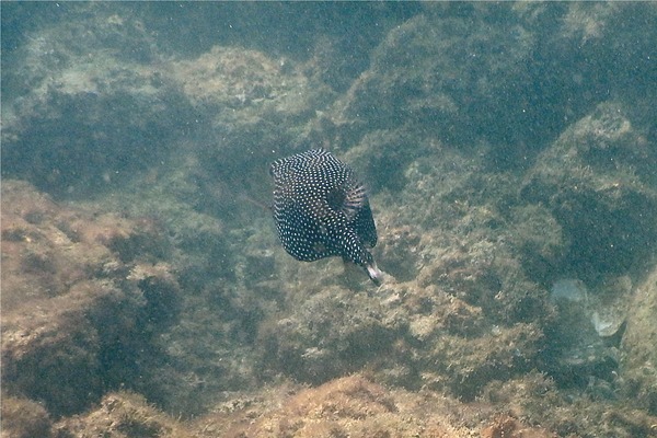 Trunkfish - Whitespotted Boxfish