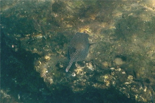 Trunkfish - Whitespotted Boxfish