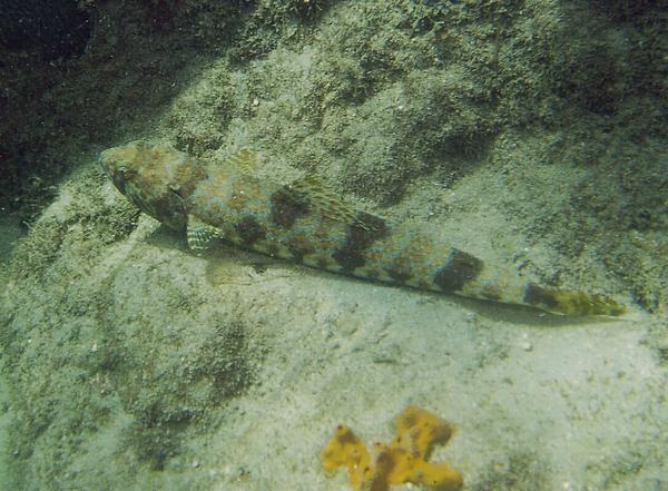 Lizardfish - Sand Diver