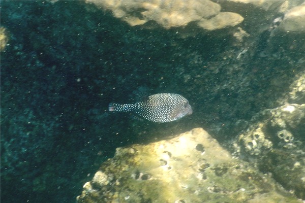 Trunkfish - Whitespotted Boxfish