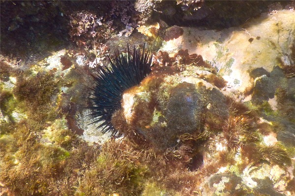 Sea Urchins - Black Boring Urchin