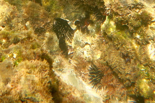 Sea Urchins - Crowned Sea Urchin Sea Urchins - Crowned Sea Urchin