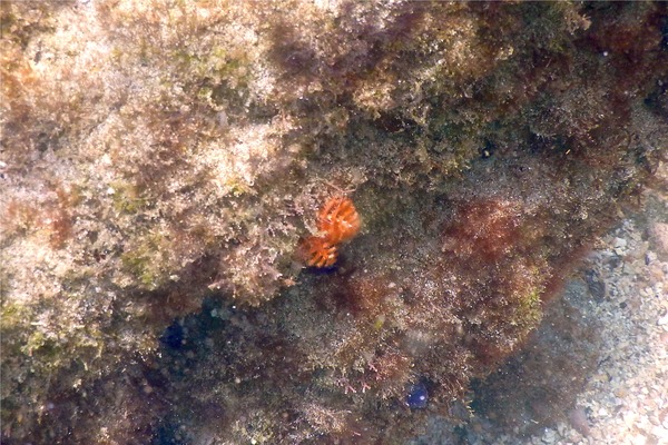 Tube Worms - Pacific Christmas Worm