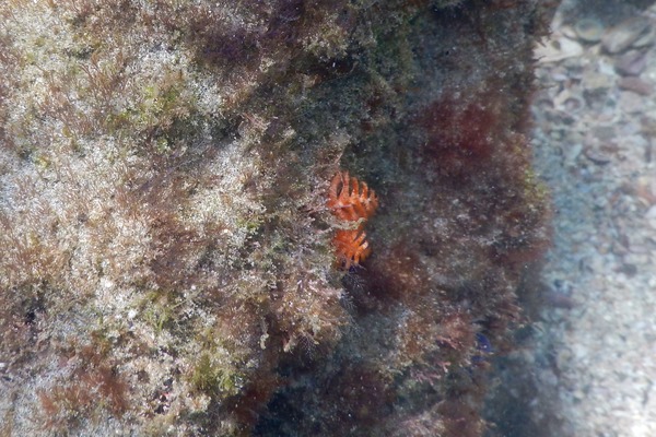 Tube Worms - Pacific Christmas Worm