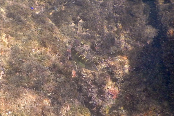 Wrasse - Banded Wrasse