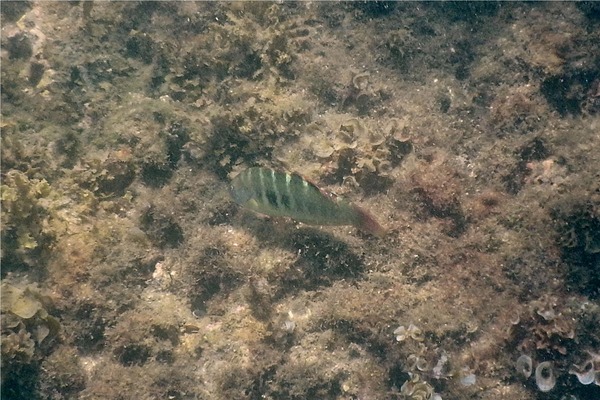 Wrasse - Banded Wrasse