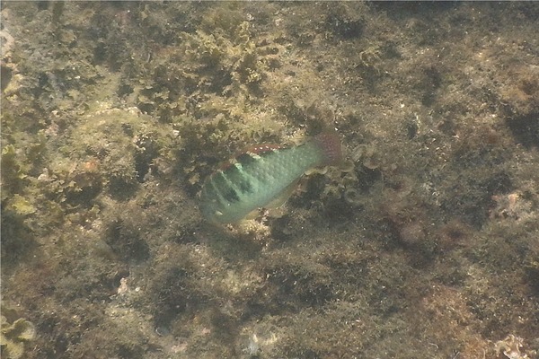 Wrasse - Banded Wrasse