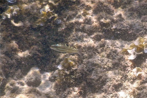 Wrasse - Banded Wrasse