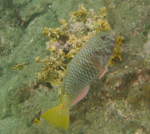 Parrotfish - Yellowtail Parrotfish