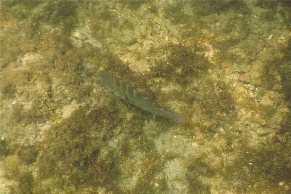 Wrasse - Banded Wrasse