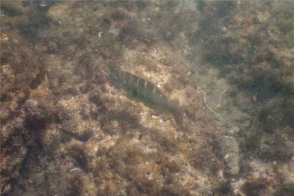 Wrasse - Banded Wrasse