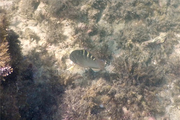 Wrasse - Banded Wrasse