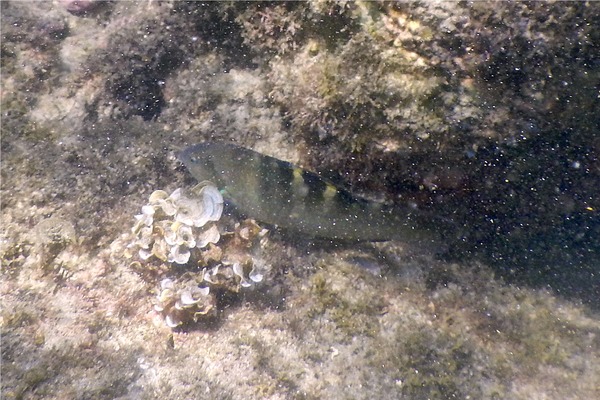 Wrasse - Banded Wrasse