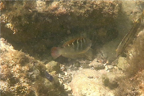 Wrasse - Banded Wrasse