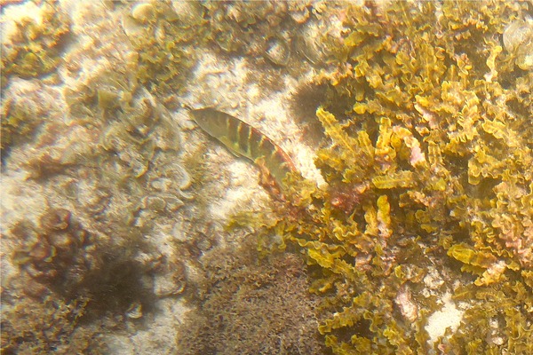 Wrasse - Banded Wrasse