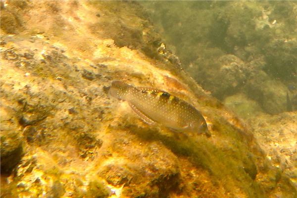 Wrasse - Banded Wrasse