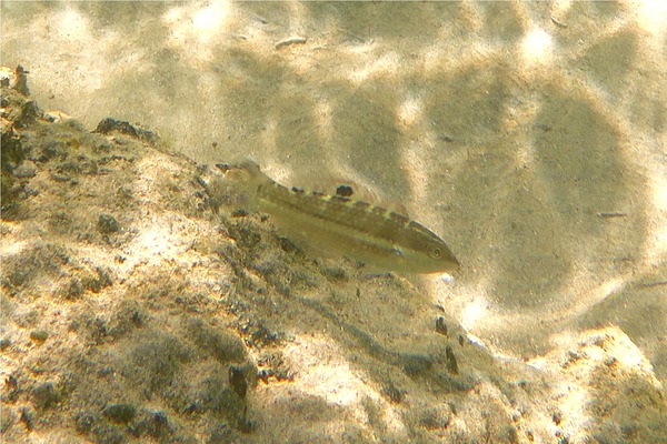 Wrasse - Banded Wrasse