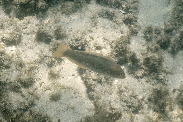 Wrasse - Chameleon Wrasse