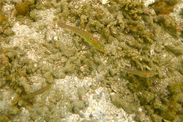 Wrasse - Chameleon Wrasse