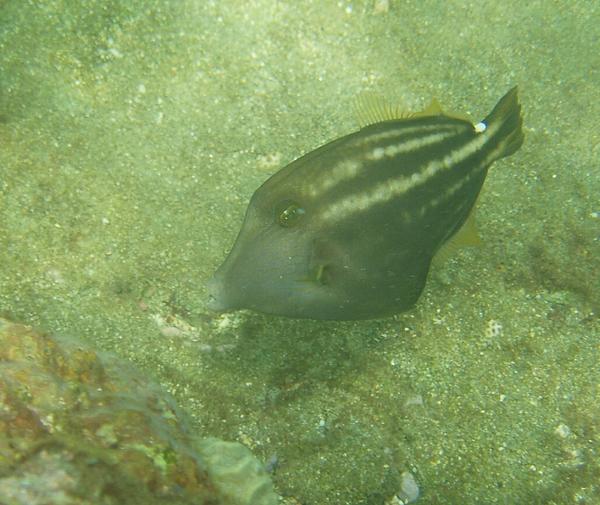 Filefish - Orangespotted Filefish