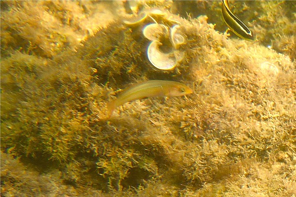 Wrasse - Chameleon Wrasse