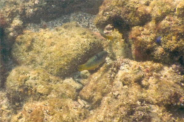 Wrasse - Spinster Wrasse