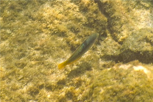 Wrasse - Spinster Wrasse