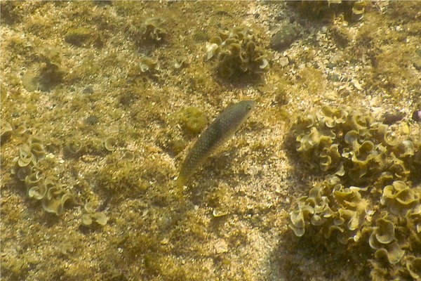 Wrasse - Spinster Wrasse