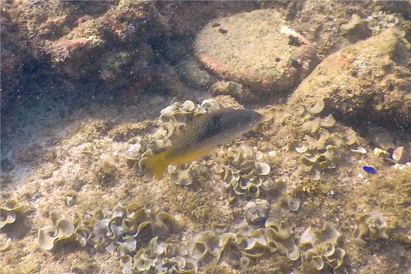 Wrasse - Spinster Wrasse