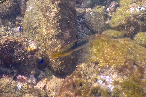 Wrasse - Spinster Wrasse