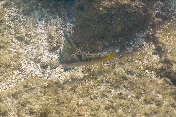 Wrasse - Spinster Wrasse