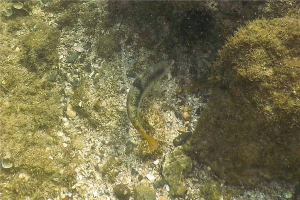 Wrasse - Spinster Wrasse