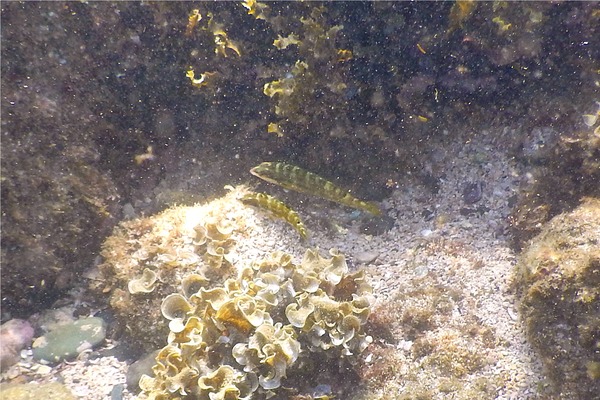 Wrasse - Wounded Wrasse