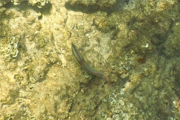 Wrasse - Wounded Wrasse