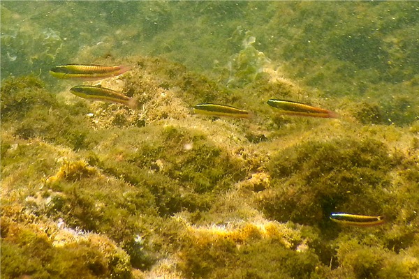 Wrasse - Cortez Wrasse