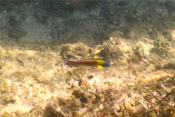 Wrasse - Cortez Wrasse