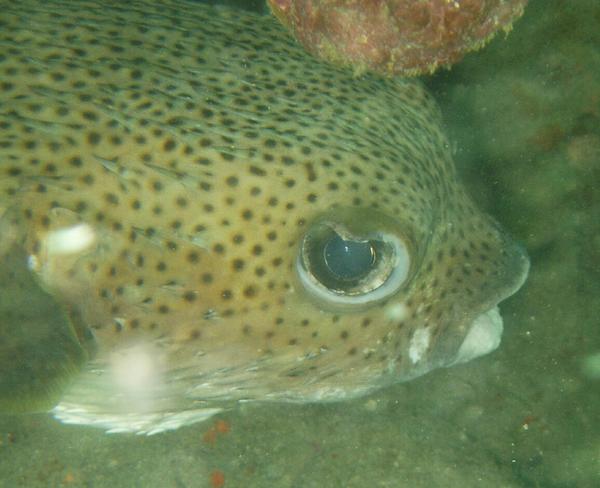 Porcupinefish - Porcupinefish