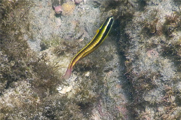 Wrasse - Cortez Wrasse