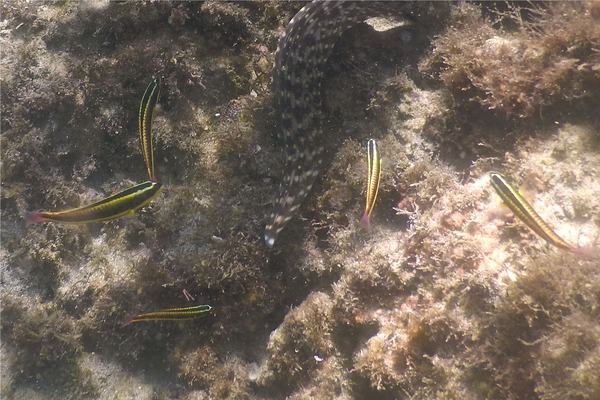 Wrasse - Cortez Wrasse