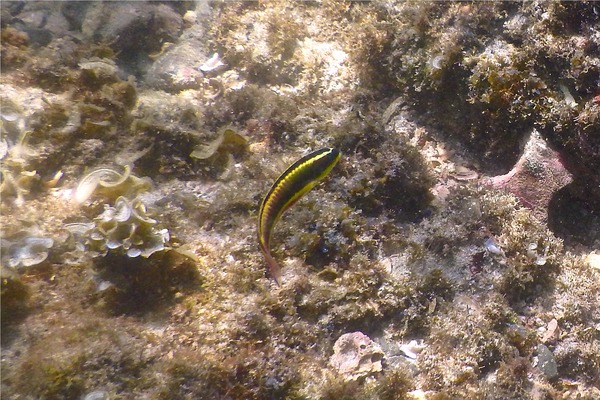 Wrasse - Cortez Wrasse