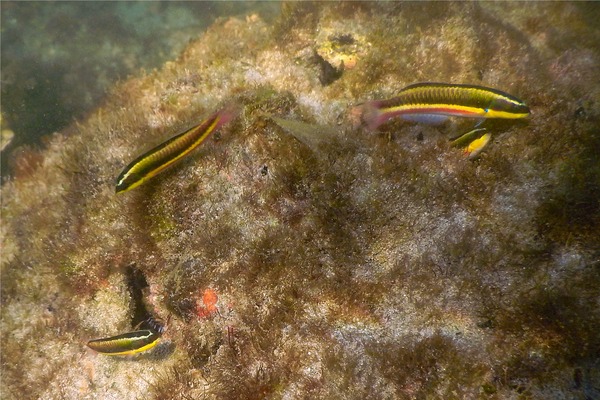 Wrasse - Cortez Wrasse