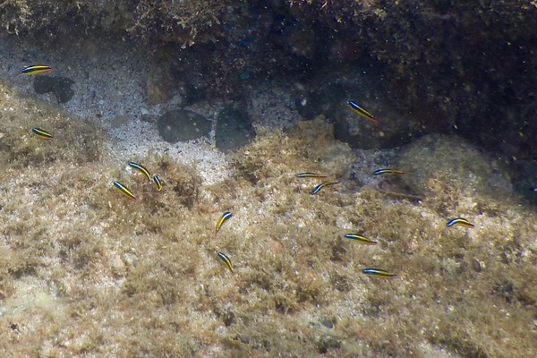 Wrasse - Cortez Wrasse