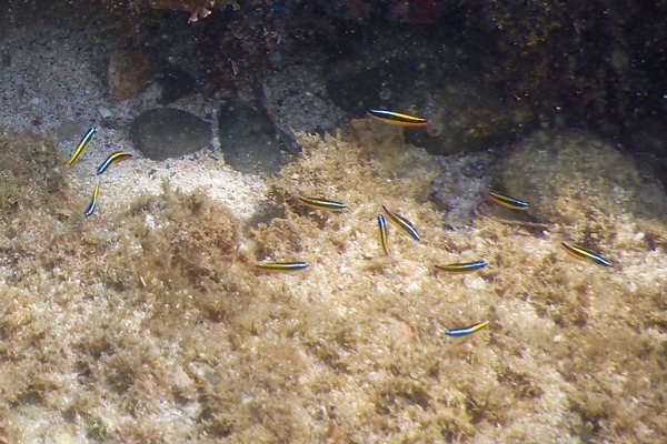 Wrasse - Cortez Wrasse