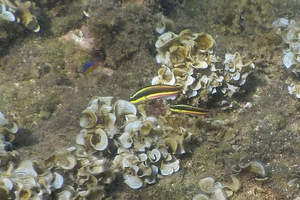 Wrasse - Cortez Wrasse