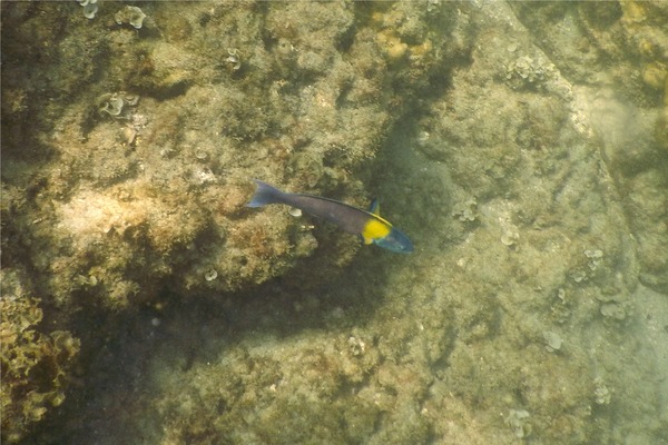 Wrasse - Cortez Wrasse Wrasse - Cortez Wrasse