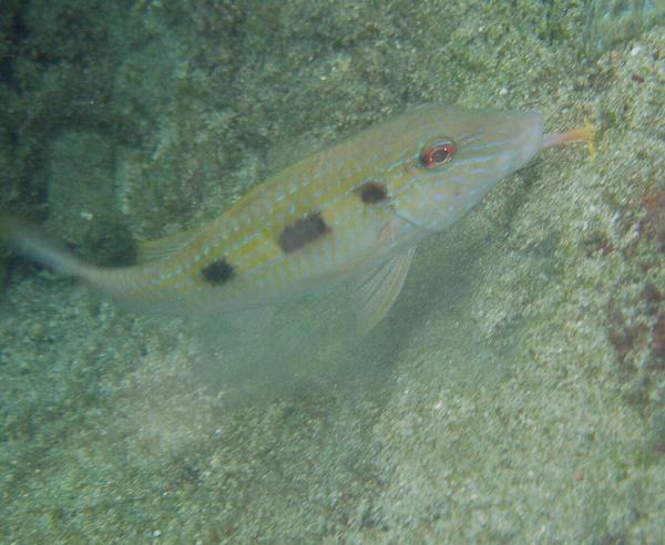 Goatfish - Spotted Goatfish