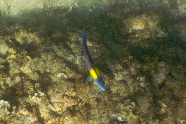 Wrasse - Cortez Wrasse Wrasse - Cortez Wrasse
