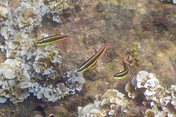 Wrasse - Cortez Wrasse